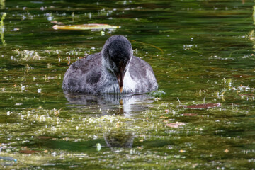 Eurasian coot (Fulica atra), is a member of the rail and crake bird family.