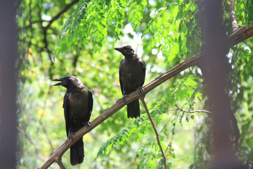 crow on a branch
