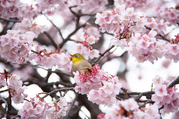桜にメジロ