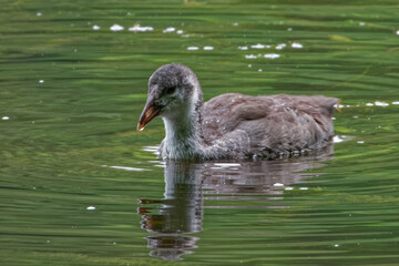 Eurasian coot (Fulica atra), is a member of the rail and crake bird family.