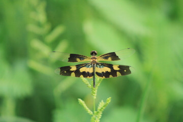 butterfly on the grass