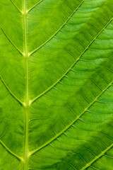 Naklejka na ściany i meble Close-up photo of large golden teak leaf pattern texture background.