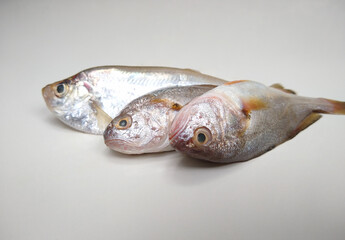 Fish on a white background