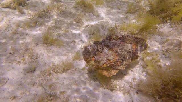 Stonefish slowly swim above sandy seabed among the algae in the sunrays. Reef Stonefish (Synanceia verrucosa). Slow motion