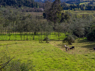 Fototapeta na wymiar Landscape of the highlands of the central Andean mountains of Colombia with some cows grazing in a field near the town of Arcabuco in the department of Boyaca.