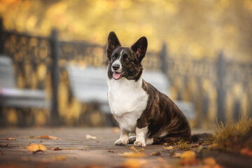 Brindle welsh corgi cardigan sitting on a path in the park against the backdrop of a bright autumn...