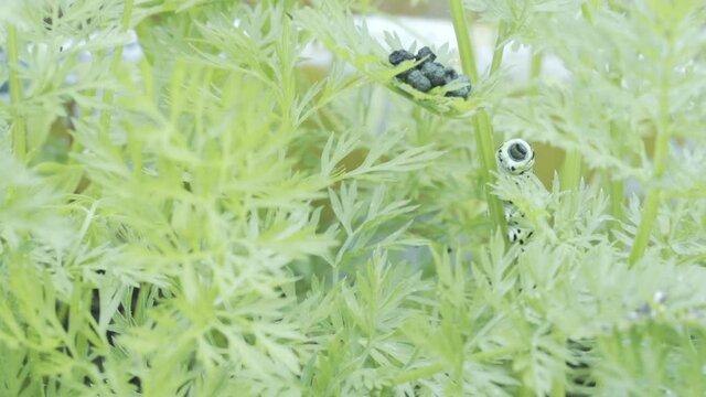 Within a dense growth of carrot tops, a monarch caterpillar defecates balls of frass wile eating upside down on an herbaceous stem,  storing energy for metamorphosis to pupate into chrysalises shell