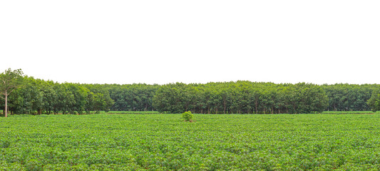Trees in the forest are isolated on white background. with clipping path. © chiew