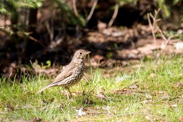 The song thrush (Turdus philomelos) 