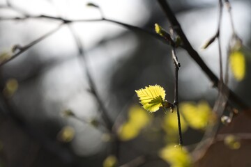 Close-up of a sunlit young birch leaf. Backlight. Spring.
