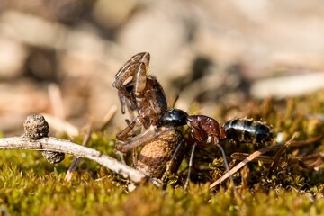 The forest ant carries the catch of a large spider.. Macro.