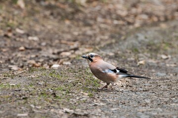 A lone jay walks along a forest path. Spring.