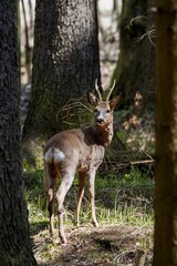 Stout sunlit roe deer in a spruce forest.