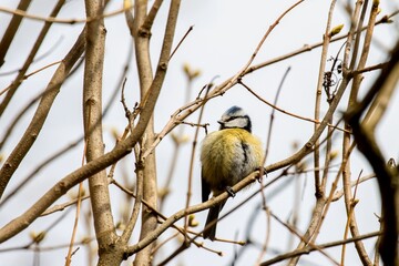Lone blue tit in the branches of a bush. Detail.