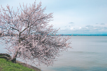 Blossoming sakura against the background of the sea. Beautiful blooming cherry on a light background near the water.