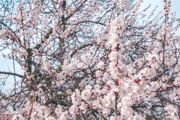 Sakura blossoming branch close up. Beautiful blooming cherry on a light background.