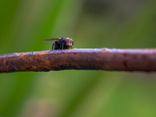 Macro photography of a house fly standing on a rusted rod, captured at a garden near the colonial town of Villa de Leyva, in the central Andean mountains of Colombia.