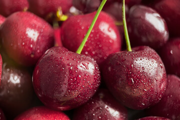 Fresh sweet cherry berries with water drops closeup.