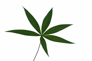 Cassava leaves shape on white isolate