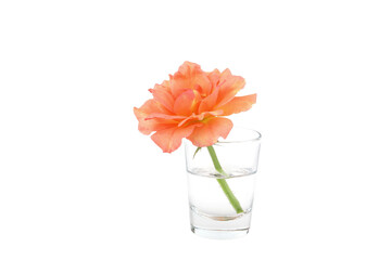 Rose flower in glass cup with white isolated