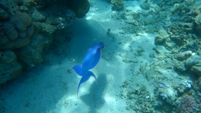 Triggerfish swim near coral reef. Blue Triggerfish (Pseudobalistes fuscus)