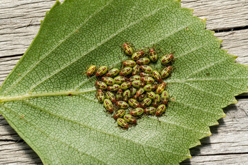 Small garden green bugs hatched on a leaf.A common pest that invades gardens and crops.