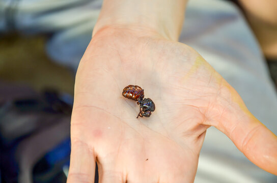 Typical eatable ant in Colombia known as the hormiga culona. A delicacy for the locals