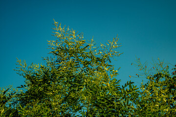 Акация цветущая