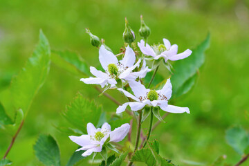 Brombeerblüte im Frühling - white flower from blackberry - obrazy, fototapety, plakaty
