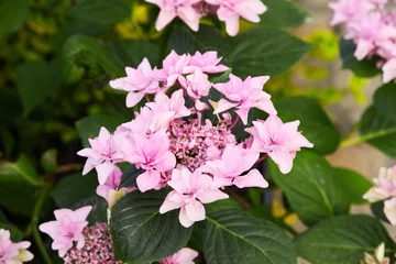 Fotobehang Closeup of pink flowers of hydrangea macrophylla, also  known as bigleaf, French or mophead hydrangea, penny mac and hortensia © Liudmila