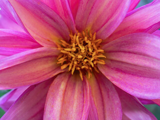 Macro-photography of a pink and violet dahlia flower, captured in a garden near the colonial town of Villa de Leyva, in the central Andean mountains of Colombia.