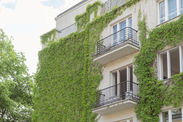 The multi-storey building is covered with wild grapes