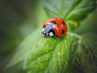 ladybug on a leaf