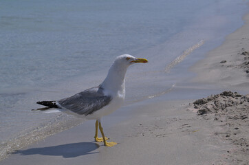 Albatross on the sandy shore of the sea.