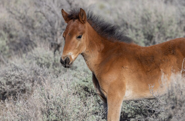 Wild Horse Foal in the Utah Desert