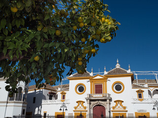 Plaza toros de Sevilla Real maestranza con naranjos 