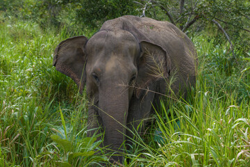 Obraz premium Wild Ceylon elephant (Elephas maximus maximus) in thickets on a sunny day. Sri Lanka
