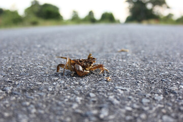 Remains of dead crab on cement road texture.