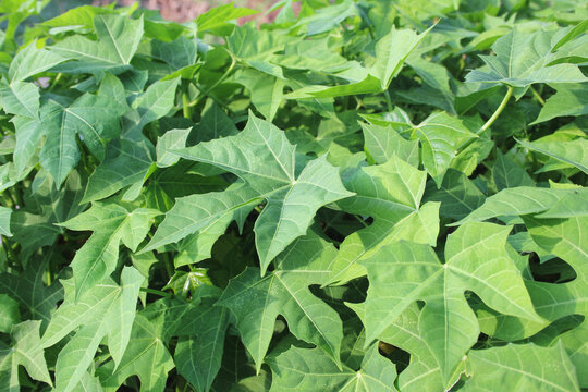 Cnidoscolus chayamansa (chaya, tree spinach, chicasquil, chay) ; Mexican kale is a leafy vegetable
