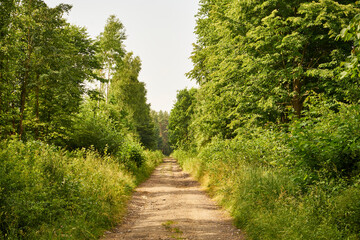 leśna letnia ścieżka