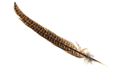 brown pheasant feather on a white background