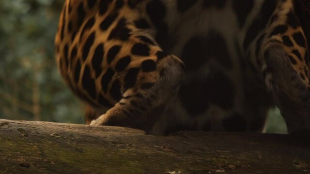 Hind paws and legs of spotted jaguar while it jumps from a tree. Close up.