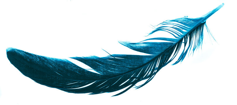 Fototapeta a blue feather on a white isolated background