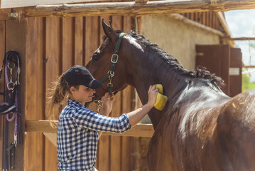 Horse owner cleaning her dark bay horse outside the stable. Gently rubbing the horse's neck using a...