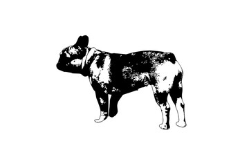 silhouette of a French bulldog on a white background. The little dog stands ready to continue walking. Side view. Vector illustration