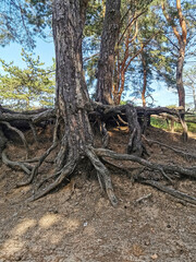 The root system of pine trees is visible from the ground in the forest and park
