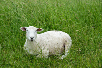 Naklejka na ściany i meble portrait of a pretty sheep resting in the grass in the meadow