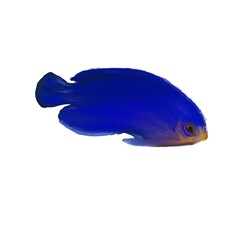 fish blue
