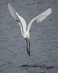 A Great White Egret takes off - Ottawa, Canada 