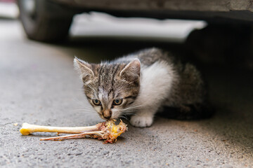 Cute and beautiful street cats with pretty eyes, little kitten, hungry and scared, in a playful mood